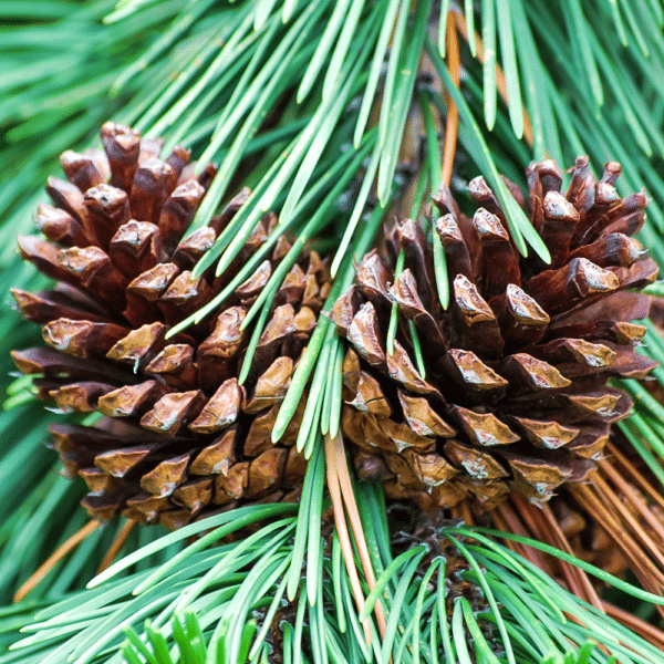 Winter Pine 5ml - Ätherisches Öl - Ansicht 8